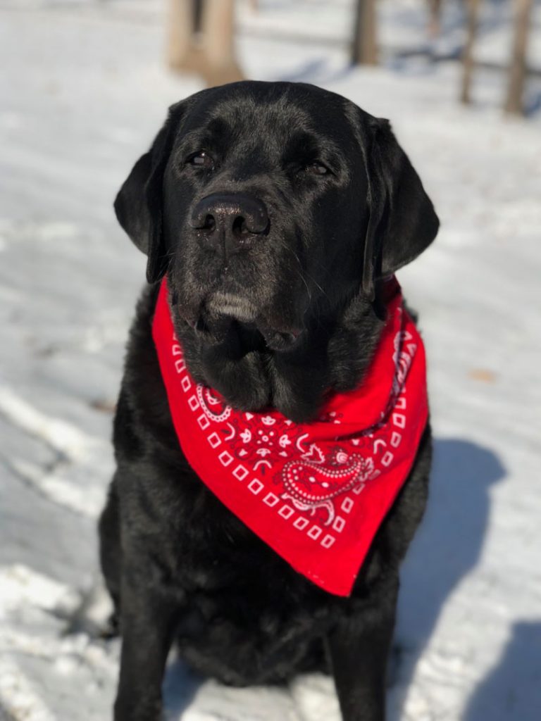 Bandana Personalizada Ecotevi